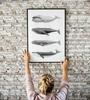 Plakat humbaki wieloryb