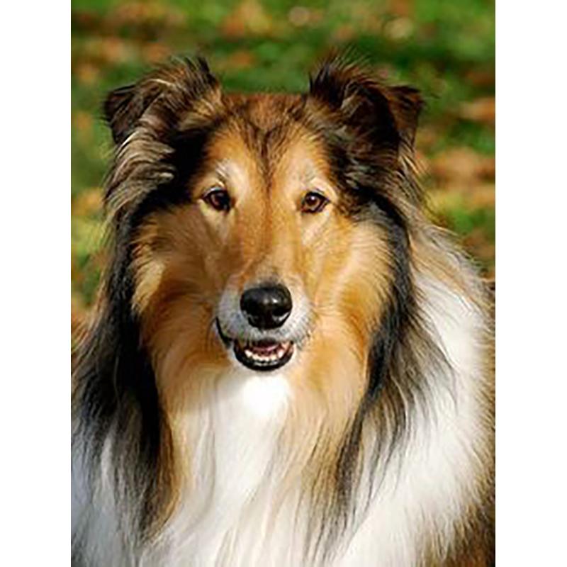 DIY 5D Diamond Painting Cross Stitch Kits Full Round Drill Dog Wall Art Mosaic Animal Diamond Embroidery Home Decoration Gift