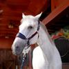 Cross-Border Anti-Wear Horse Muzzle Covers for Outdoor Equestrian Exercise