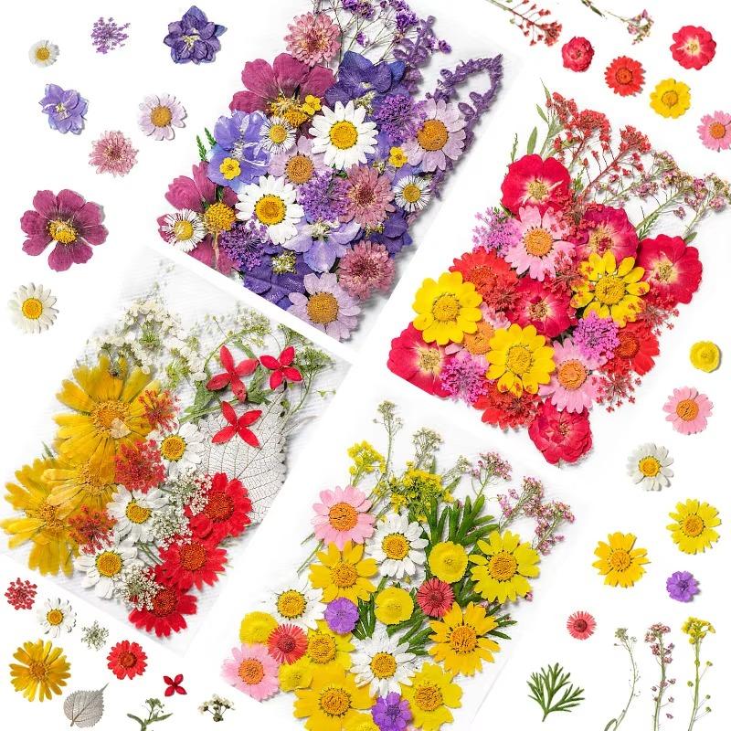 31-35PCS Dried Flower Set Mixed Multiple Pressed Flower Leaves DIY Candle Resin Nails Jewelry Pendant Crafts Art Floral Decors