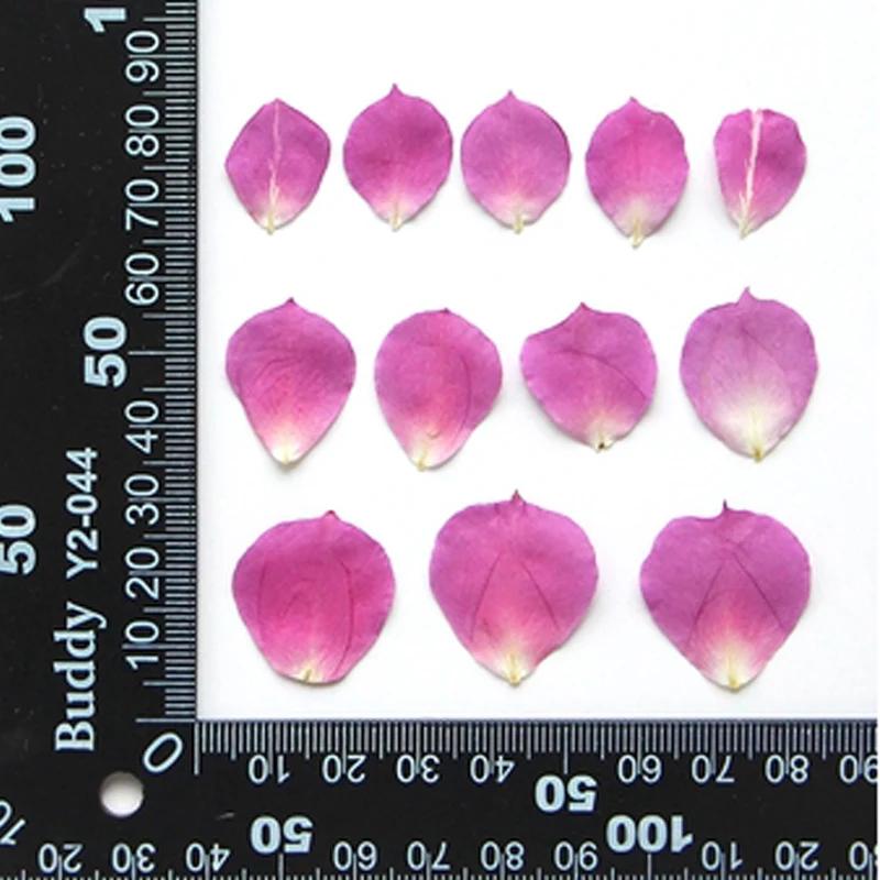 

Princess Rose Pressed Flower, Party Decoration, Free Shipping, Wholesales, 60Pcs