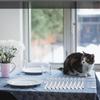4pcs/set Outdoor Thick Table Tablecloth Clip With Cat Claws Stainless Steel Clip Suitable For Weddings Restaurants Accessories