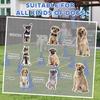 Dog Agility Equipment Set Of Eight Cones Eight Poles W Carry Bag Four Piece Adjustable Height Jumping Obstacles Blue