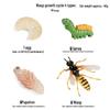 Montessori Cognitive Models: Sea Turtle, Hen, Frog, Snail, Butterfly, Bee Growth Cycle Toys