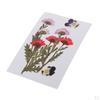 25 Dried Flowers Leaves for Nails Handmade Resin Jewelry Making Materials