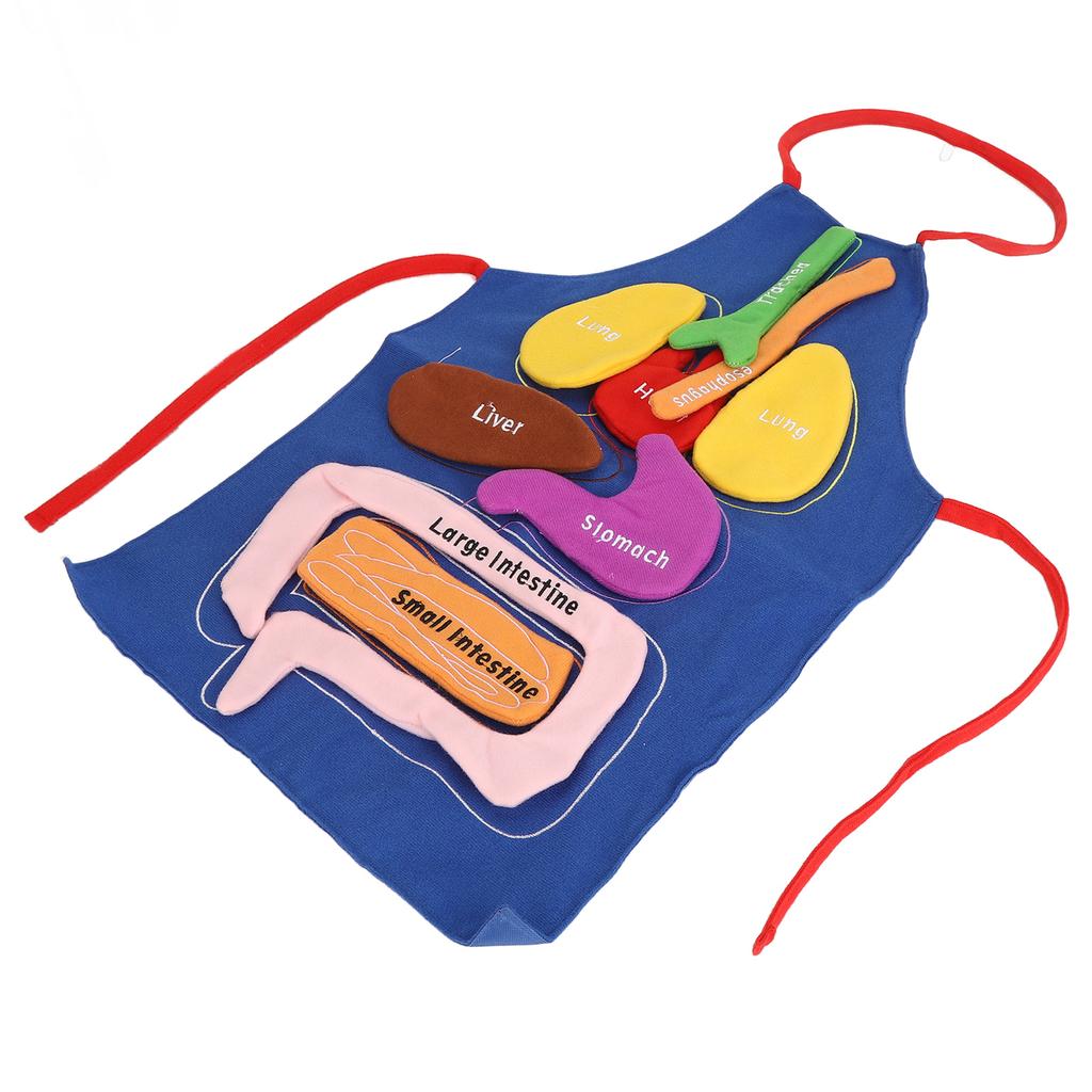 3D Zástěra s orgány Lidské orgány Anatomie Kostým Zástěra Odnímatelná Povědomí o lidském těle Vzdělávací nástroj