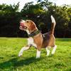 Adjustable Cat Collar Thickened Nylon Pet Collar For Medium And Large Dog Comfortable Pet Collar For Outdoor Training