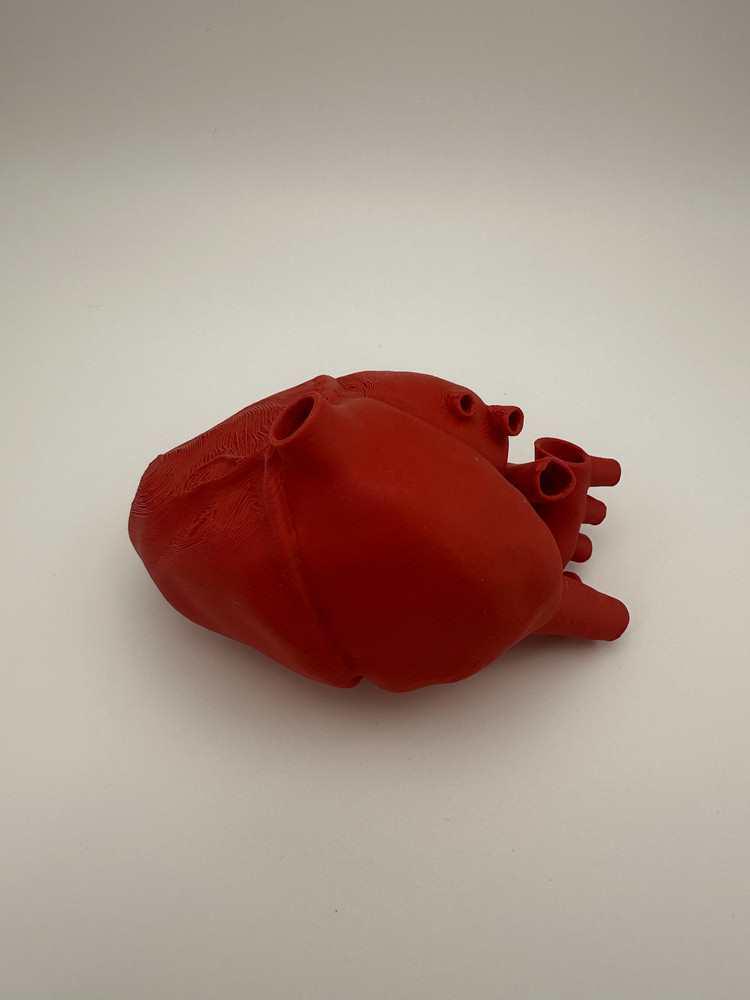 1:1 Heart Model for 3D Printing: Biology Teaching Aid for Junior and High School Other