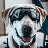 Windproof Puppy Sunglasses: Sun Protection Goggles for Small Dogs