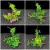 Aquarium Artificial Plants Landscaping Accessories Realistic Underwater Decor Fish Tank Aquatic Plant Landscape Adornment
