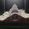 Drachen-Design Aquarium-Höhle 3D-gedruckter Fischtunnel Versteck unter Kies Tunnel mit Sichtfenster