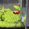 Pești și animale marine – Decorul acvariului
