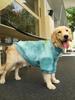 Autumn & Winter Clothes for Large Dogs: Labrador, Samoyed, Border Collie, Golden Retriever
