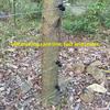 200m Roll Electric Fence Rope with Steel Poly Rope for Horse Animal Fencing,Ultra Low Resistance Wire with Insulator Suit Tool
