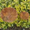 Rusty Flower Bird Bath Garden Stake Outdoor Bird Feeder with Stake Metal Flower Yard Art Stake Water Feeder for Birds Bees Butterflies