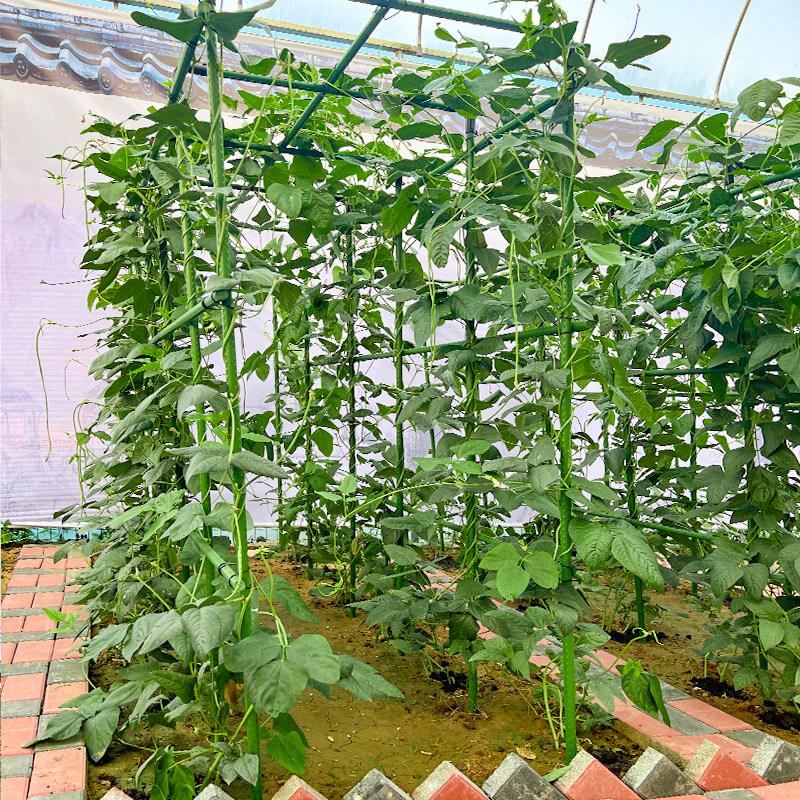 Metal Climbing Plant Trellis