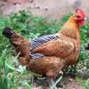 Hen Chicken Saddle Apron Feather Back Protector Single Strap Standard Chicken Jackets Poultry Vest Protection Holder