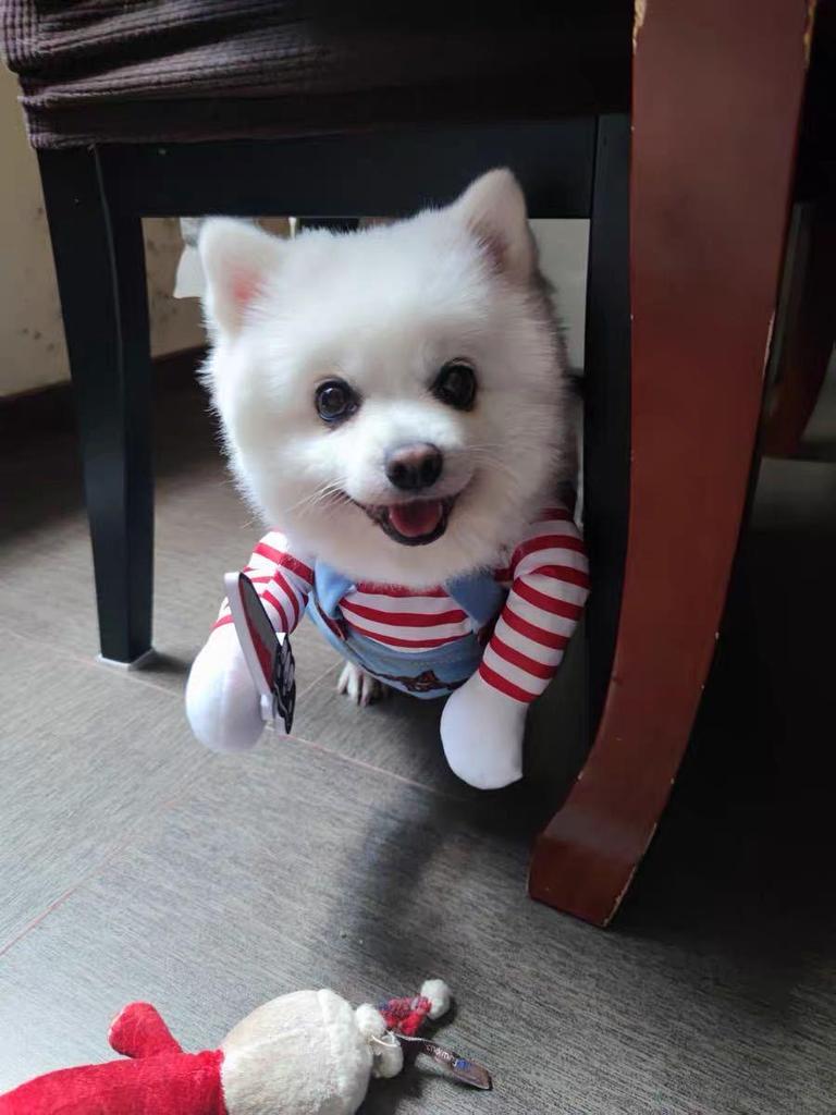 Halloween Klein- & Mittelgroßes Haustierkostüm - Hund & Katze Verwandlungskostüm