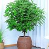 Peace Tree Indoor Potted Plant – Large Evergreen for Living Room, Happiness & Year-Round Greenery, Free Shipping.