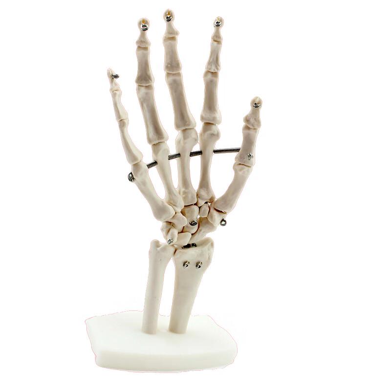 

ENOVO Functional Human Joint Models