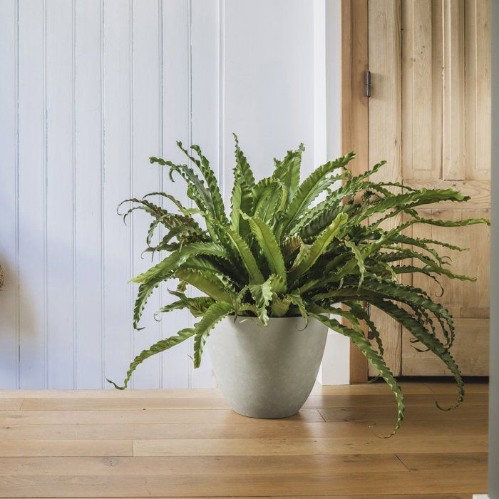 Round Flower Pot Ø 40 Cm - EDA - Element - 26.2 L - Drainage System - Indoor / Outdoor - Ø 39.4 X H 31.6 Cm - Khaki