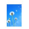 Romantic Dandelion Background Tapestry for Events,Party Banner,Home Decor,Weddings,Photo Booths