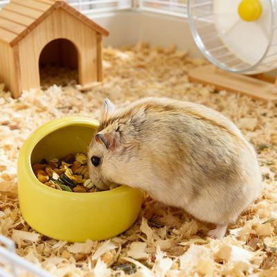 Küçük Hayvan Mama ve Su Kabı Hamster Yiyecek ve Su Kabı Evcil Hayvan Besleme Kabı Devrilmez Yemlik Kobaylar Tavşanlar Kirpiler Papağanlar İçin