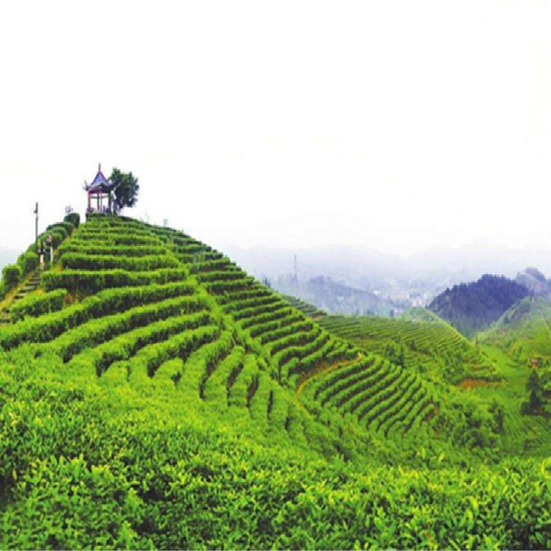 100g Pu'er Tea Brick Ripe Puer Tea Ancestor Antique Older Puerh Pu-erh Black Tea