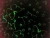 Glow in the dark blanket 150x200 colorful fluo butterflies