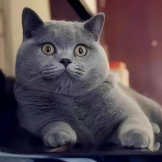 Blue & White British Shorthair Kitten - Purebred Short-legged Cat