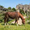Adjustable Horse Fly Sheet Wear-Resistant Equine Mesh Vest Horse Belly Protect Cover  Horse Riding