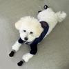 Anti-Slip Dog Shoes Pet Knitted Socks Cotton Small Medium Pets Booties No-Slip Paw Sole Dog Cat Pupp