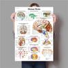 Science Wall Art Muscle System Human Anatomy Diagram Medical Education Supplies HD Oil On Canvas Posters And Prints Home Decor