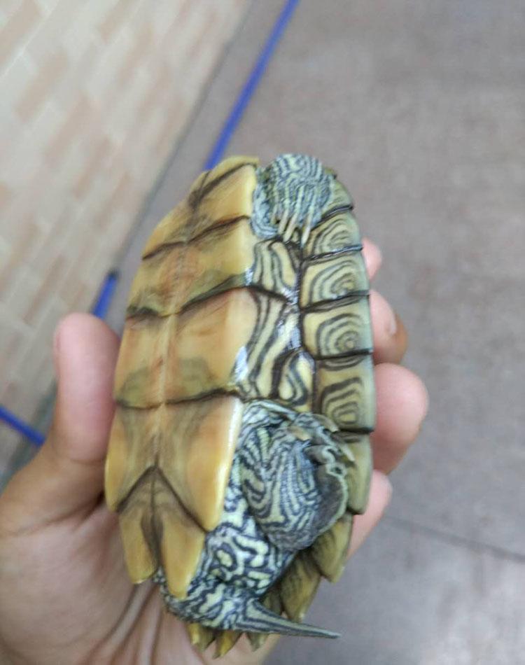 Mississippi Map Turtle Hatchlings - Outdoor Pond Pets, Small Deep Water Turtles, Internet Favorites