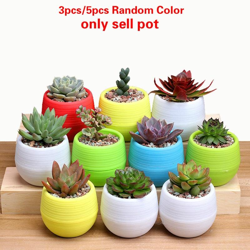3PCS /5PCS Mixed Random Colors Mini Flower Pot Succulent Plant Floret