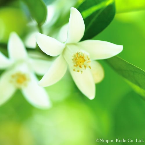 Kataribe Hanatachibana Incense, Short Size, Approx. 50g, Nippon Kodo, Low Smoke