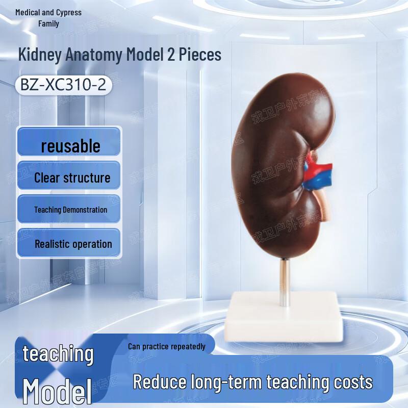 Yibaike Human Kidney Anatomical Model for Simulation Training