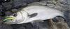 Shimano Ocea Special Order Hiramasa 160F 001 Kyorin Iwashi Lure OT-160J