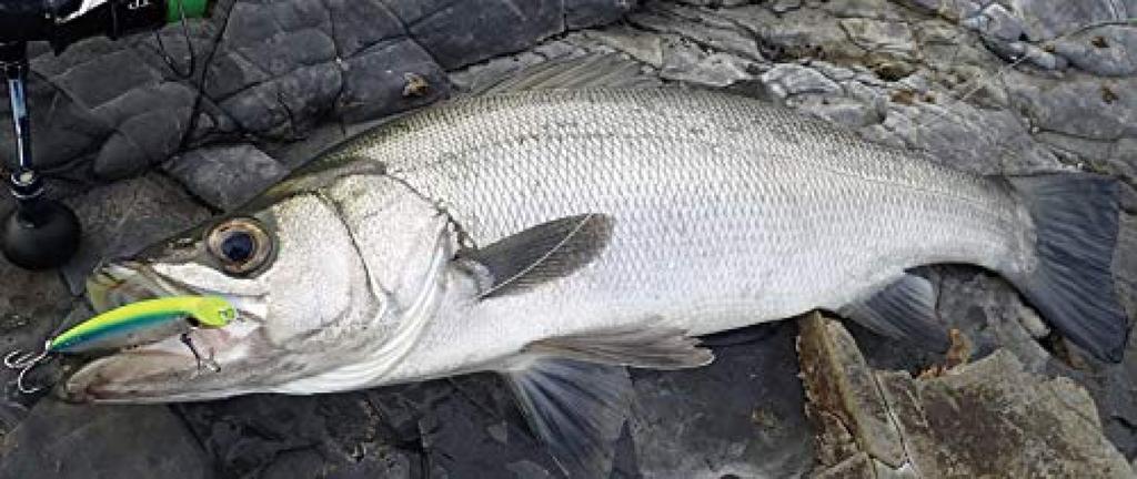 Shimano Ocea Special Order Hiramasa 160F 001 Kyorin Iwashi Lure OT-160J