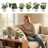 Green Green Plant Potted Greenery Desktop Ornament High Quality Artificial Grass Bonsai  Windowsill