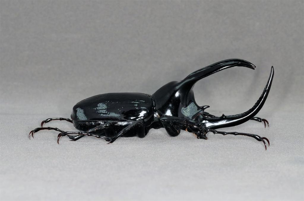 BACALYSO Nirvana Mohrenkamp Beetle Magnetic Refrigerator Realistic Adult Illustrated Plastic Model Finished Figurine Figure, Ornament, Beetle,