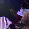 Serviceable Fish Tank Seaweed Vegetable Clip Magnetic Aquarium Algae Feeding Clamp  Aquarium