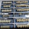 Dental Student Practice Model - 6 Pairs of Plaster Teeth