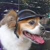 Dog Goggles Adjustable Pet Helmets Puppy Helmets Motorcycle Dog Sunglasses Dog Hat Dog Hat Safetys Helmets
