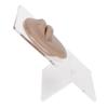 Simulated 3D Mouth Model Piercing Practice Silicone Mouth Model with Acrylic Stand for Jewelry Display Dark Skin Color
