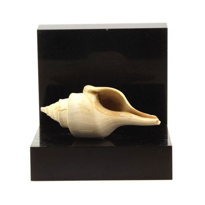 Pierres et Minéraux. Clavilithes parisiensis. 168.50 ct. Damery, Marne, France.