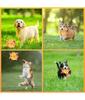 Dog Interactive Sound-Making Ball Toys With Labels, Soft-Filled Puppy Toys, Built-In Bells, Dog Chewing Toys