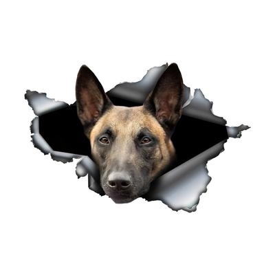 Belgian Malinois 3D Break the Wall Car Sticker, Waterproof Vinyl Material Accessories, Interesting For Cars, Trucks, Motorcycles, Walls