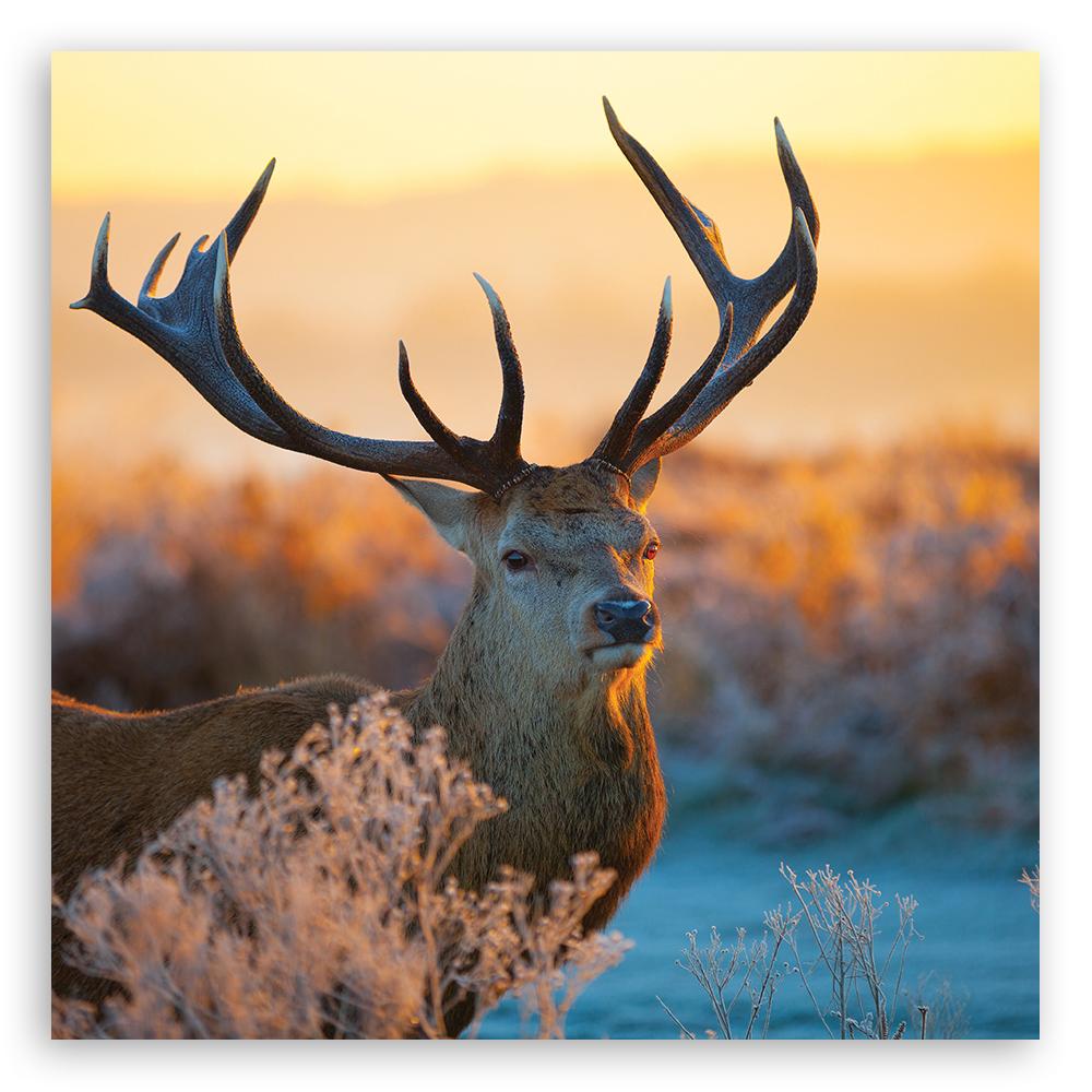Canvas Print  Deer Sunrise