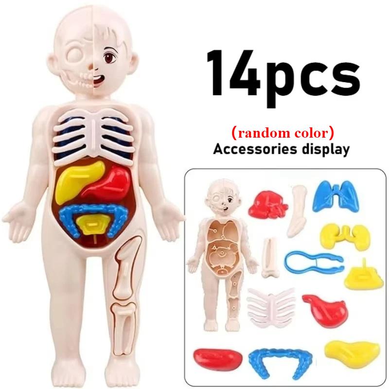 Menselijke Anatomie Lichaamsmodel Wetenschapskits voor Kinderen Realistisch Menselijk Lichaam STEM Leren Educatief Speelgoed Verjaardagscadeau voor Jongens Meisjes
